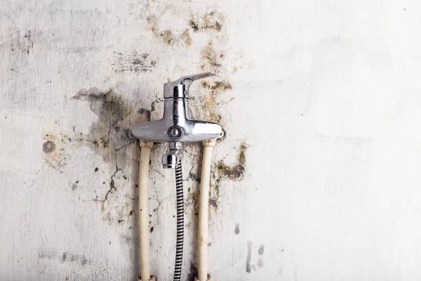 Best Home Mold Removal  in North Randall, OH