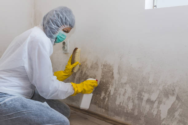 Best Mold Damage Repair  in North Randall, OH