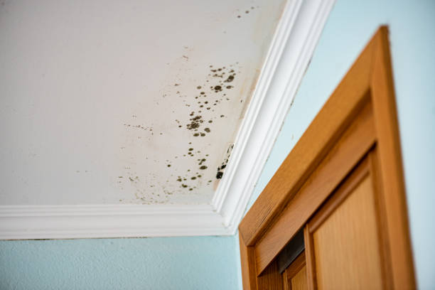 Best Black Mold Removal  in North Randall, OH