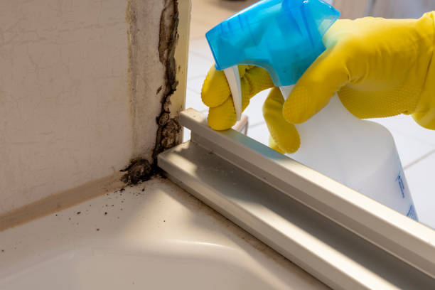 Best Fast Mold Removal  in North Randall, OH