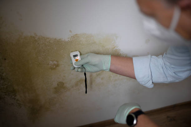 Best Residential Mold Removal  in North Randall, OH
