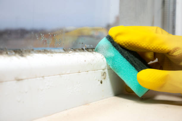 Best Mold Testing  in North Randall, OH