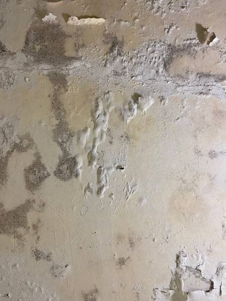Certified Mold Removal in North Randall, OH