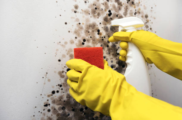 Best Commercial Mold Removal  in North Randall, OH