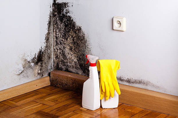 Best Local Mold Removal Service  in North Randall, OH