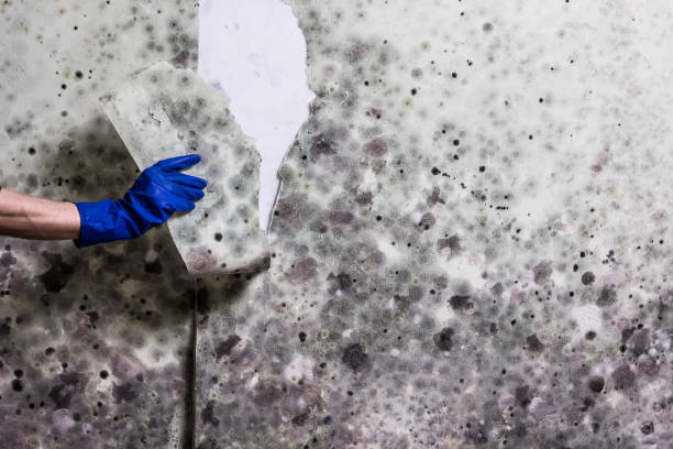Best Same-Day Mold Removal  in North Randall, OH