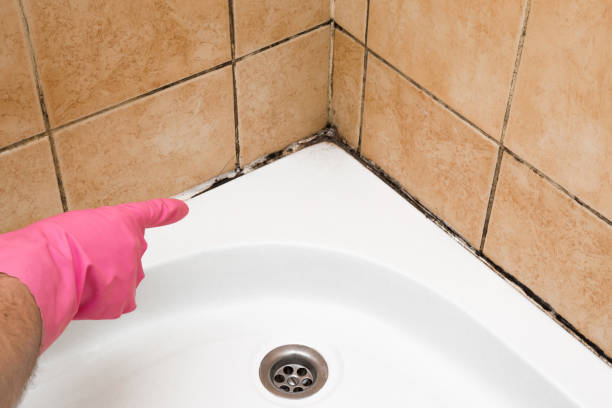 Best Mold Removal Company Near Me  in North Randall, OH